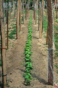 Young Cucumber Rows