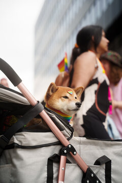 Dog on pride parade