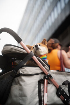 Dog on pride parade
