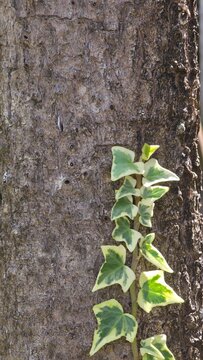 vertical natural background of ivy climbing the tree, hiedra variegata
