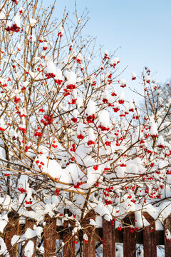 Snow-covered Branches Glisten With Bright Red Berries in Winter