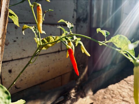 A close-up shot of a healthy chili plant (cabai rawit) with vibrant green leaves, featuring several hanging unripe yellow chilies and one ripe, prominent red chili, bathed in warm sunlight.
