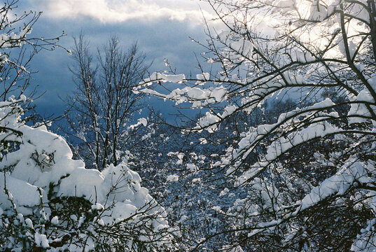 Snow-covered trees in the forest in the sunlight.