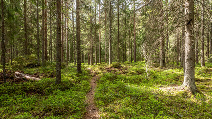 Obraz premium Magical fairytale forest. Forest covered of green moss. Forest therapy and stress relief