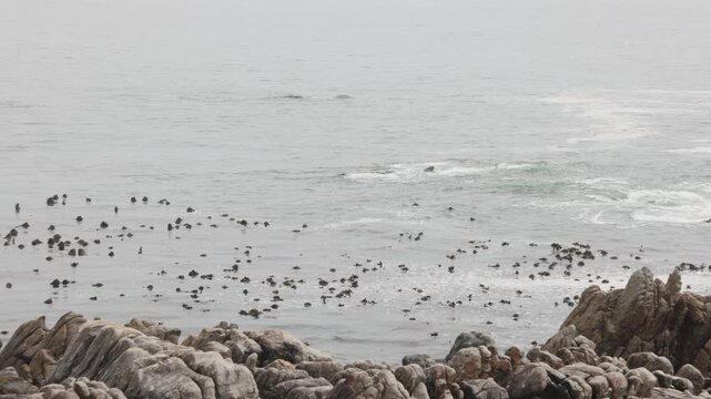 pod of whales near shoreline of DeKelders, South Africa at dawn