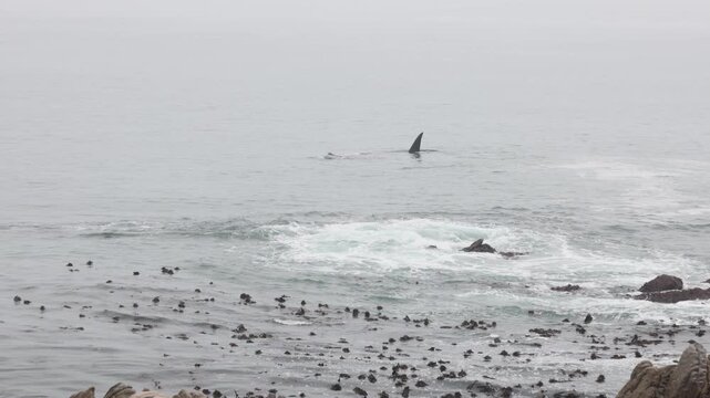 pod of whales near shoreline of DeKelders, South Africa at dawn
