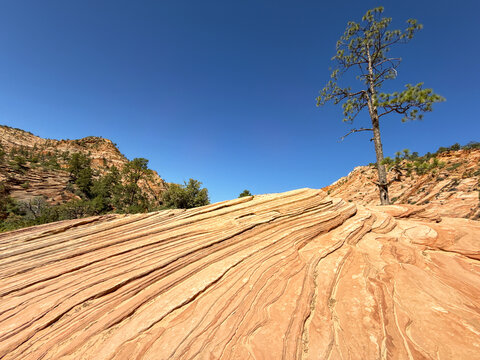 Scenic wide-angle view of a colourful rock formation and a solitary tree under a deep blue sky in Zion National Park
