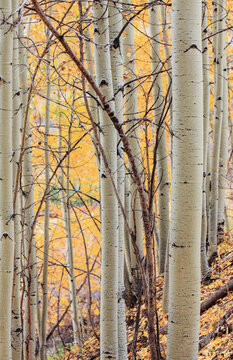 Beautiful vertical abstract texture of white aspen tree trunks with golden autumn leaves