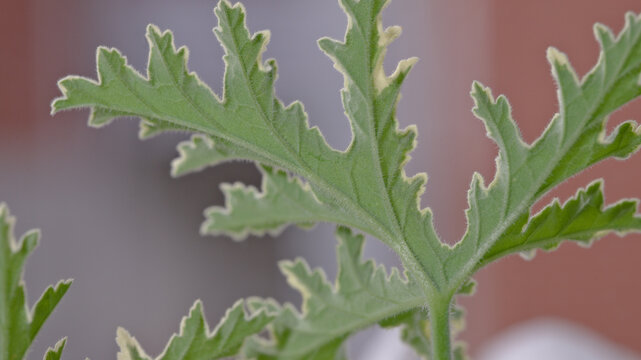 Close-up of the deeply lobed and softly hairy foliage of Lady Plymouth scented geranium, Pelargonium graveolens cultivar, with a softly blurred background.