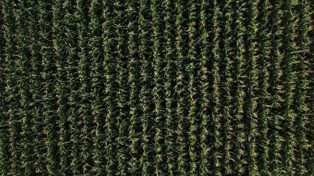 Aerial top-down drone shot of a cornfield with geometric patterns creating an abstract agricultural green background
