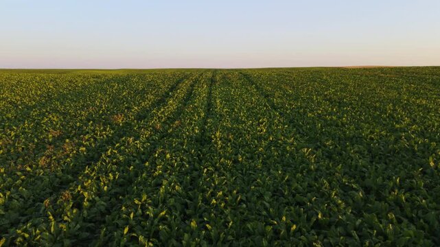 Aerial shot of endless green sugar beet field during sunset under clear sky in the countryside