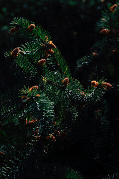 pine tree buds details 