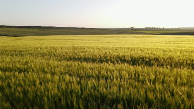 Aerial view of a green wheat field swaying in the wind during a golden sunset, showcasing organic farming and agriculture