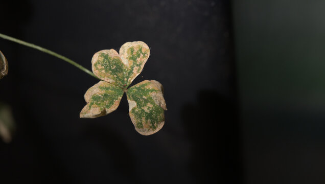 Description:
Close-up of a heavily damaged clover leaf with mottled discoloration, dry pale areas and deteriorated tissue against a dark background with ample copy space.