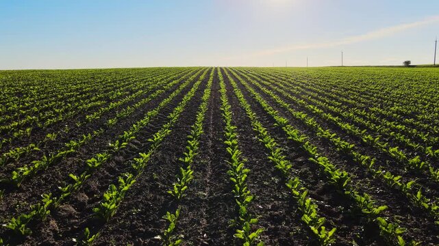 Green sugar beet sprouts growing in cultivated agricultural field with straight rows on a sunny day in the countryside