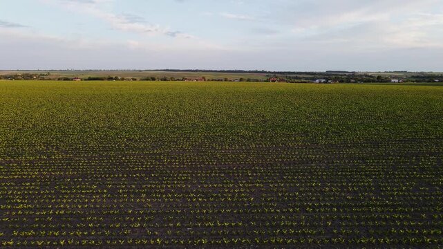 Drone flying over young green sunflower field during sunset with rows of crops and a village in the background