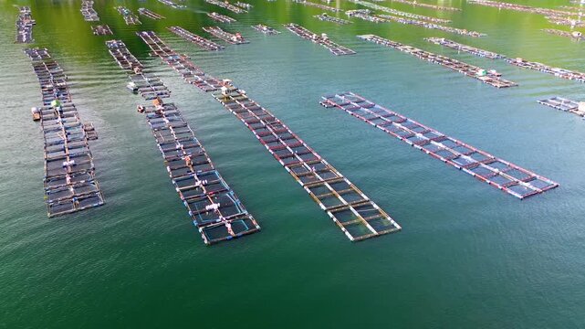 Floating fish farms and aquaculture cages across Lake Toba in North Sumatra, Indonesia