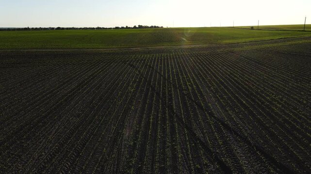 Aerial view of a plowed farm field with young green crops sprouting in rows at sunset, showing agricultural landscape
