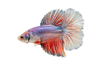 Fototapeta premium Vibrant siamese fighting fish with long flowing red, white, and blue fins swimming on a light background, isolated on a, transparent background