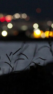 Simple but beautiful city lights ocean and dallisgrass swaying at night, Vertical