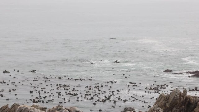 pod of whales near shoreline of DeKelders, South Africa at dawn