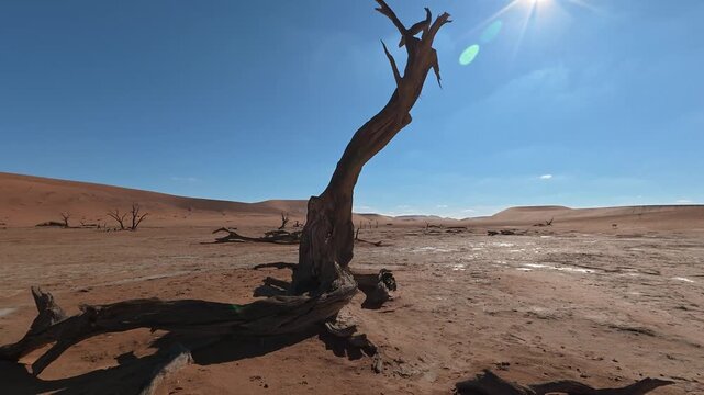 Dry trees in desert crater area at Deadvlei in Sossusvlei territory - Namibian world famous desert - African nature wonder with unique wild landscape in Namibia near South Africa