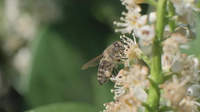 Side View Macro Footage of Honey Bee Pollinating White Flowers