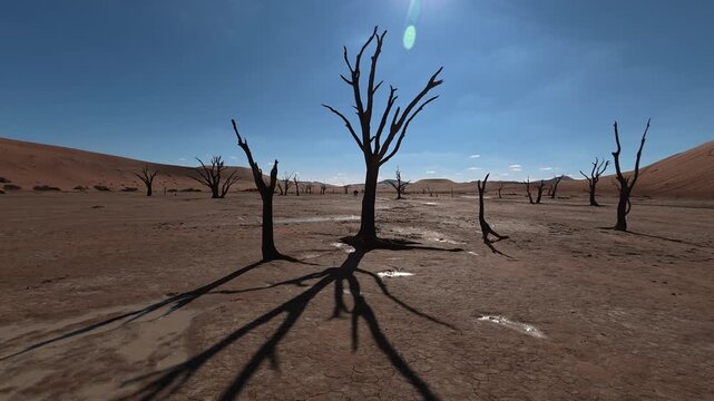 Dry trees in desert crater area at Deadvlei in Sossusvlei territory - Namibian world famous desert - African nature wonder with unique wild landscape in Namibia near South Africa