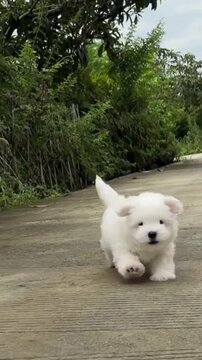 A cute white Maltese puppy running happily on a path in a park