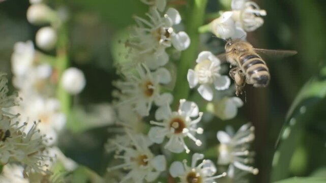 Honey Bee Taking Flight from White Blossom Cluster