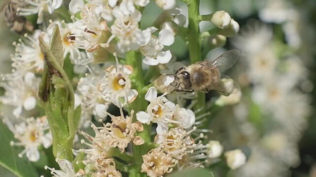 Close Up Video of Honey Bee Crawling on White Inflorescence