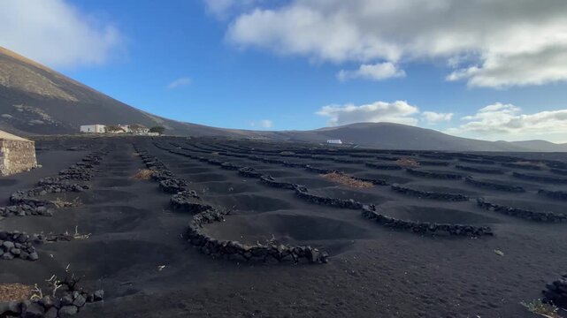 A unique way of growing wine in Lanzarote, Canary Islands, Spain Canar