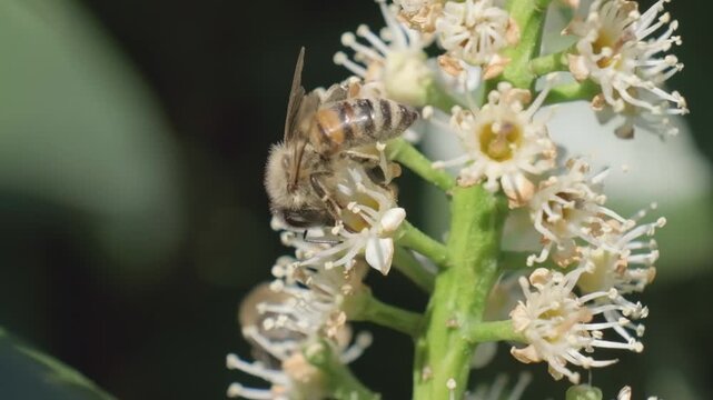 Detailed Macro Shot of Honey Bee Foraging on White Flower Stem