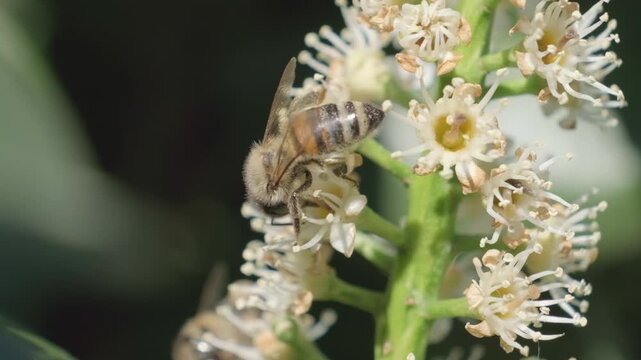 Honey Bee Feeding on White Blossom Inflorescence Macro