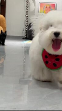 A fluffy white puppy wearing a watermelon bandana is barking happily indoors while a small black dog plays in the background.