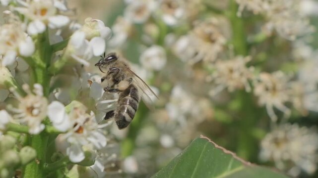 Honey Bee Feeding on White Inflorescence Close Up