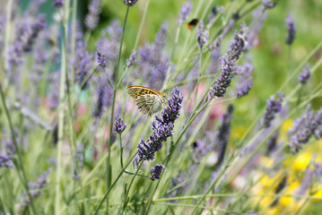 Silver-washed Fritillary butterfly (Argynnis paphia) sitting on lavender in Zurich, Switzerland © Janine