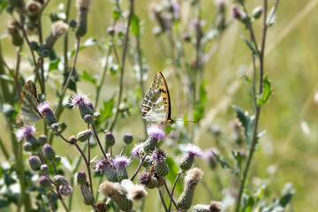 Silver-washed Fritillary butterfly (Argynnis paphia) sitting on pink flower in Zurich, Switzerland © Janine