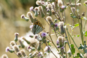 Silver-washed Fritillary butterfly (Argynnis paphia) sitting on pink flower in Zurich, Switzerland © Janine