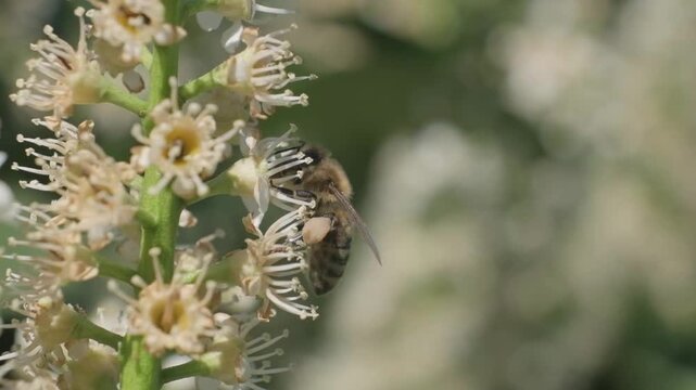 Honey Bee with Large Pollen Baskets Hovering Near Flowers