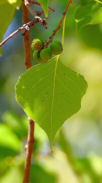 Single leaf and fruits of Chinese tallow tree swaying in beautiful sunlight,Vertical