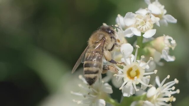 Macro Shot of Honey Bee Feeding on White Flower Inflorescence