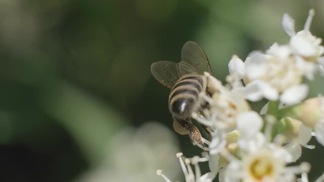 Honey Bee Taking Off from White Blossoms Macro Video