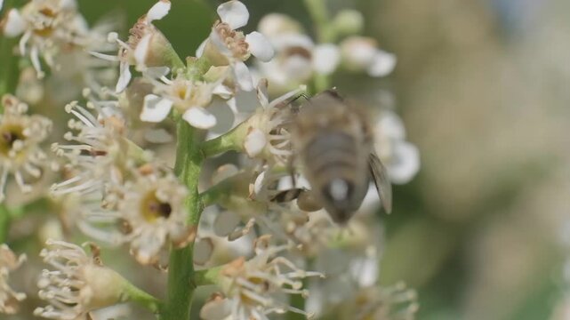Honey Bee Steady on White Flower Cluster Macro Shot