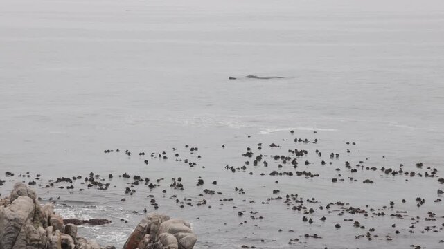 pod of whales near shoreline of DeKelders, South Africa at dawn