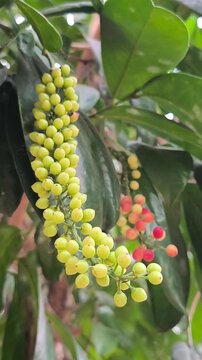 Clusters of unripe bignay fruits hang from branches among glossy green leaves in tropical garden.
