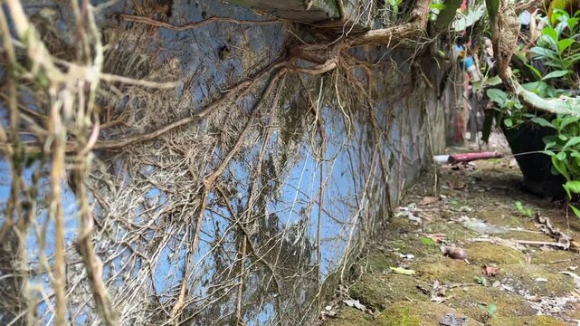 Extensive tree root system spreading over blue painted outdoor wall, panning shot