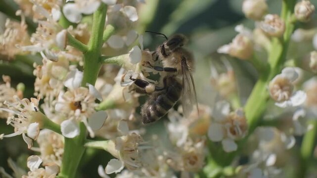 Side Profile Macro Video of Honey Bee Pollinating White Flowers