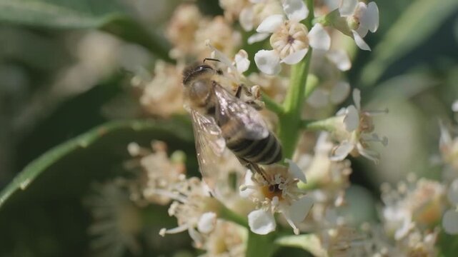 Honey Bee Flying Away from White Flower Inflorescence