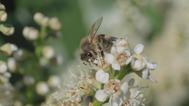 Honey Bee Hovering and Taking Flight from White Flowers